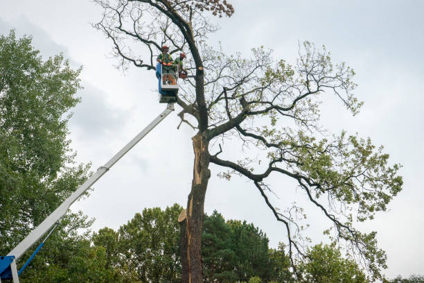 Best Tree Cabling and Bracing  in Pacifi, CA